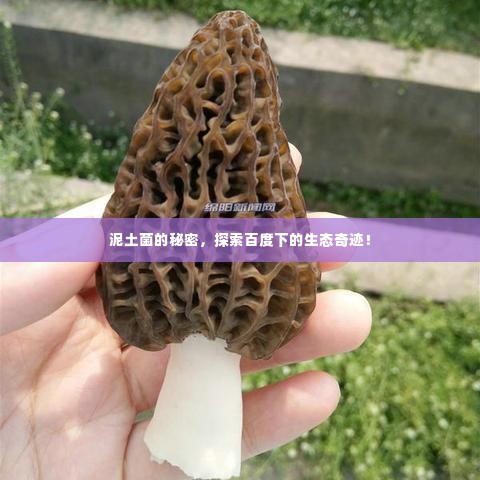 泥土菌的秘密,探索百度下的生态奇迹!