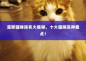 温顺猫咪排名大揭秘,十大猫咪品种盘点!