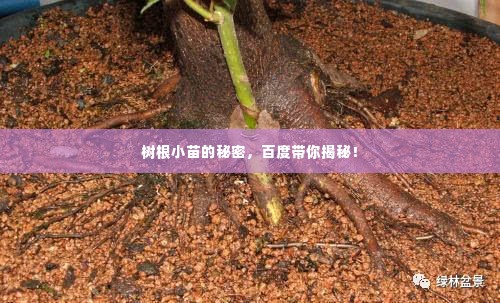 树根小苗的秘密,百度带你揭秘!