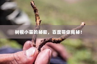 树根小苗的秘密,百度带你揭秘!