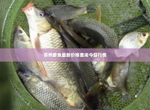 苏州鲫鱼最新价格查询今日行情