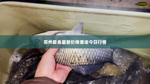 苏州鲫鱼最新价格查询今日行情