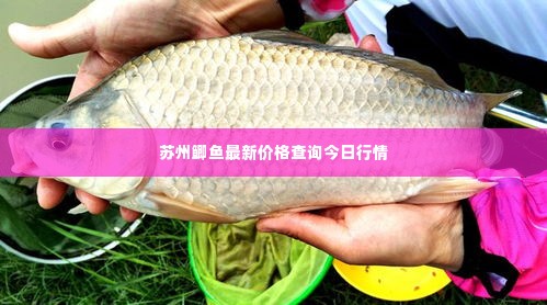 苏州鲫鱼最新价格查询今日行情