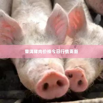 普洱猪肉价格今日行情更新