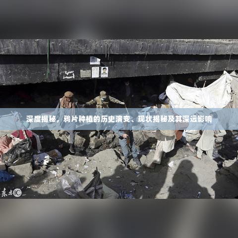 深度揭秘,鸦片种植的历史演变、现状揭秘及其深远影响