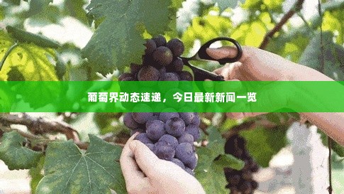 葡萄界动态速递,今日最新新闻一览