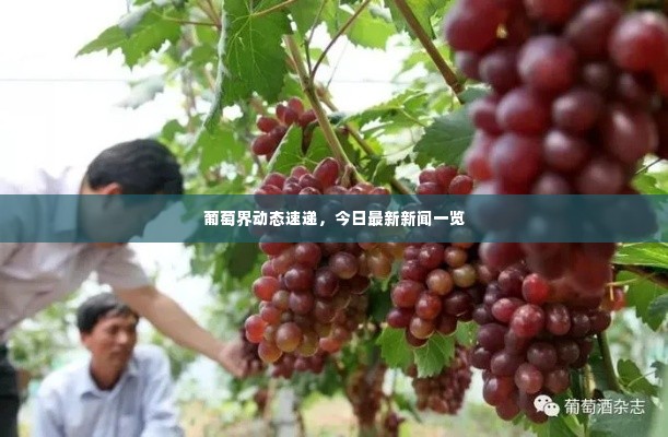 葡萄界动态速递,今日最新新闻一览