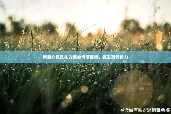 雨后心灵洗礼的励志情感语录,激发前行动力