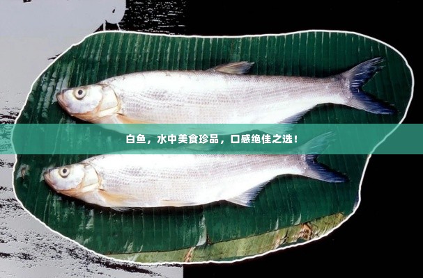 白鱼,水中美食珍品,口感绝佳之选!