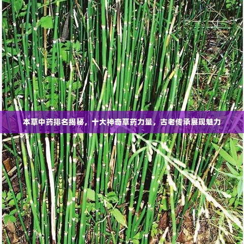 本草中药排名揭秘，十大神奇草药力量，古老传承展现魅力