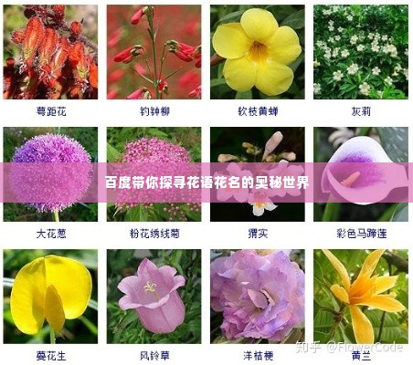 百度带你探寻花语花名的奥秘世界