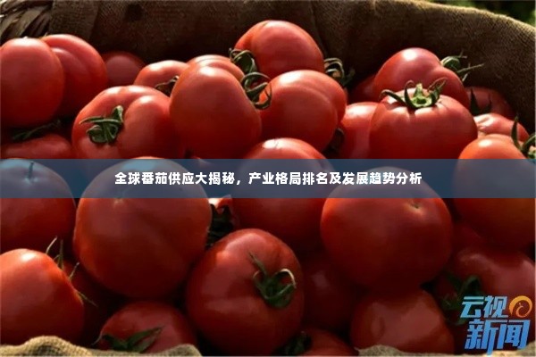 全球番茄供应大揭秘,产业格局排名及发展趋势分析