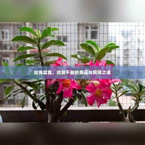 玫瑰盆栽,绽放不断的美丽与照顾之道