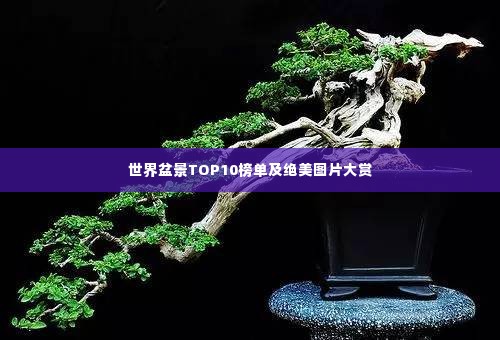 世界盆景TOP10榜单及绝美图片大赏