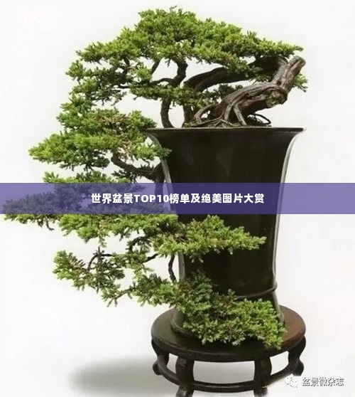 世界盆景TOP10榜单及绝美图片大赏