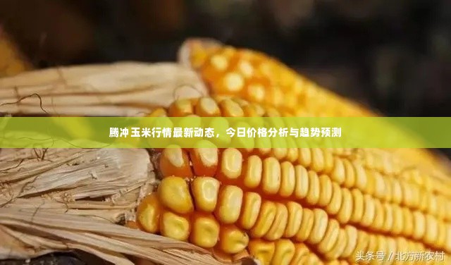 腾冲玉米行情最新动态,今日价格分析与趋势预测