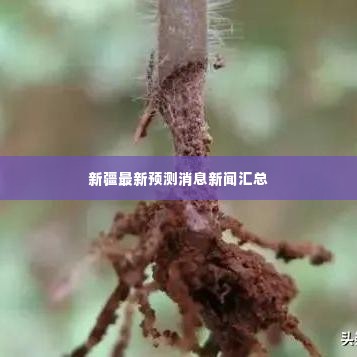 新疆最新预测消息新闻汇总