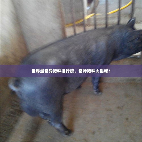 世界最奇异猪种排行榜，奇特猪种大揭秘！
