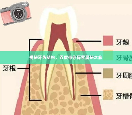 揭秘牙齿结构,百度带你探索奥秘之旅