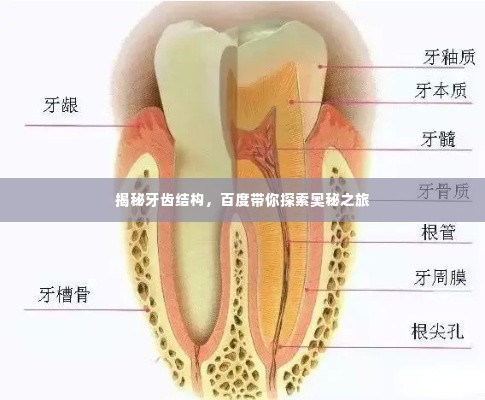 揭秘牙齿结构,百度带你探索奥秘之旅