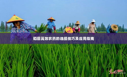 稻田高效农药的选择技巧及应用指南
