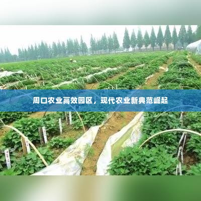 周口农业高效园区,现代农业新典范崛起