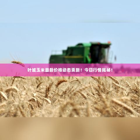 叶城玉米最新价格动态更新!今日行情揭秘!