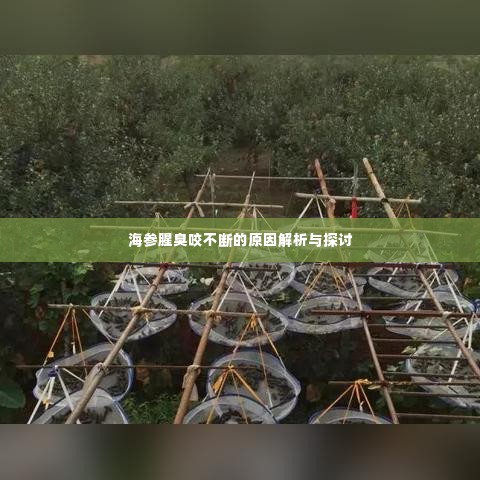 海参腥臭咬不断的原因解析与探讨