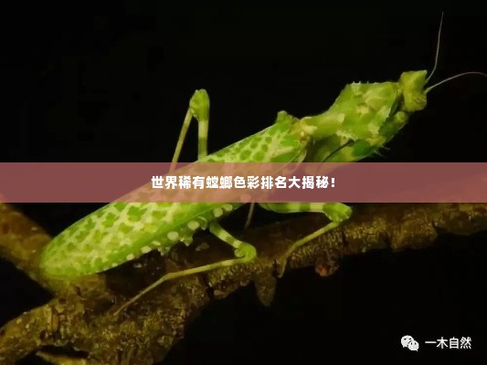 世界稀有螳螂色彩排名大揭秘！