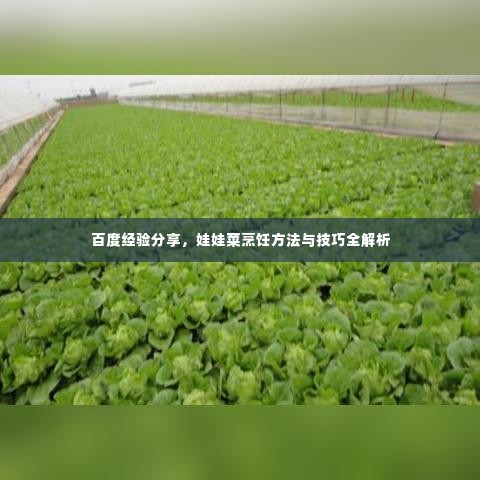 百度经验分享,娃娃菜烹饪方法与技巧全解析