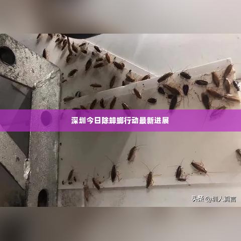 深圳今日除蟑螂行动最新进展