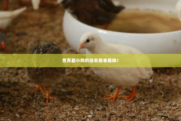世界最小鸡的排名榜单揭晓!