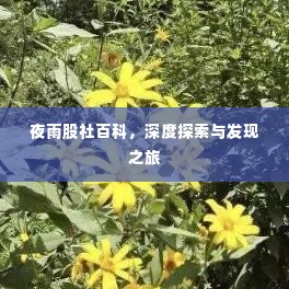 夜雨股社百科，深度探索与发现之旅