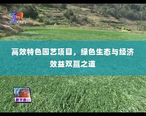 高效特色园艺项目,绿色生态与经济效益双赢之道