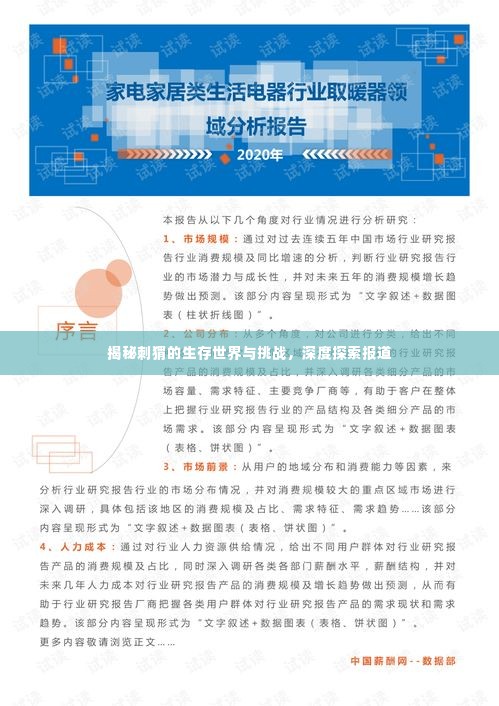 揭秘刺猬的生存世界与挑战,深度探索报道