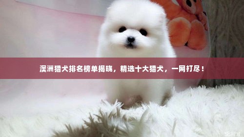 澳洲猎犬排名榜单揭晓,精选十大猎犬,一网打尽!