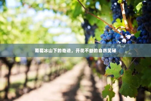 葡萄冰山下的奇迹，开花不断的自然奥秘
