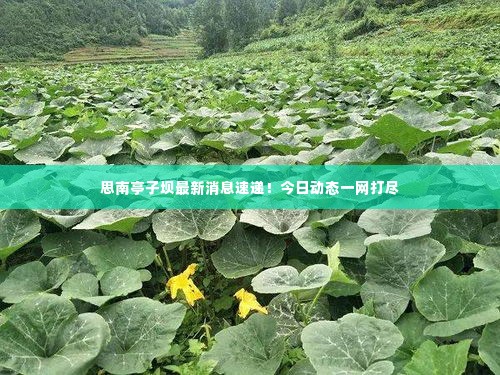 思南亭子坝最新消息速递!今日动态一网打尽