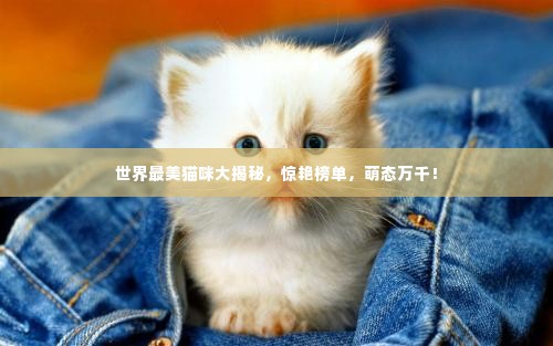 世界最美猫咪大揭秘,惊艳榜单,萌态万千!