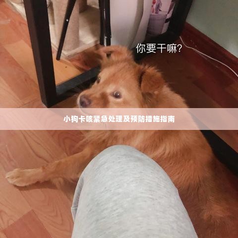 小狗卡咳紧急处理及预防措施指南