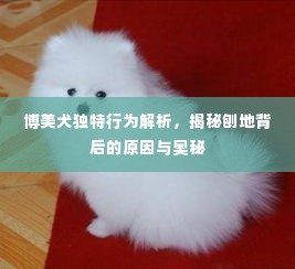博美犬独特行为解析,揭秘刨地背后的原因与奥秘