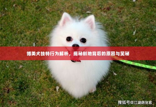 博美犬独特行为解析,揭秘刨地背后的原因与奥秘