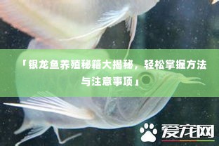 「银龙鱼养殖秘籍大揭秘，轻松掌握方法与注意事项」