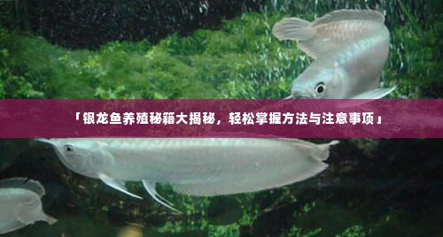 「银龙鱼养殖秘籍大揭秘,轻松掌握方法与注意事项」