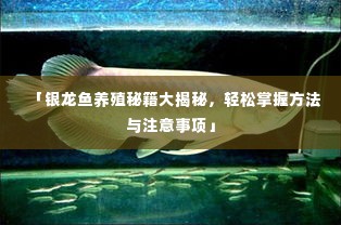 「银龙鱼养殖秘籍大揭秘,轻松掌握方法与注意事项」