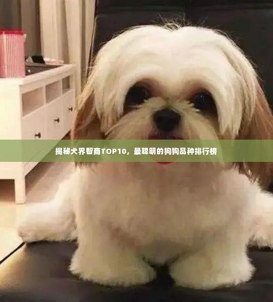 揭秘犬界智商TOP10,最聪明的狗狗品种排行榜