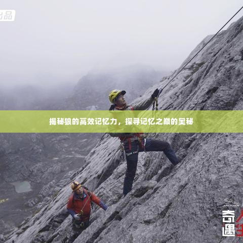 揭秘狼的高效记忆力，探寻记忆之巅的奥秘