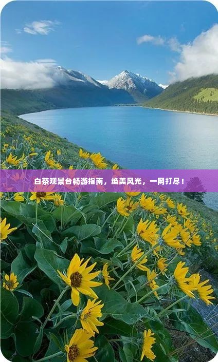 白茶观景台畅游指南,绝美风光,一网打尽!
