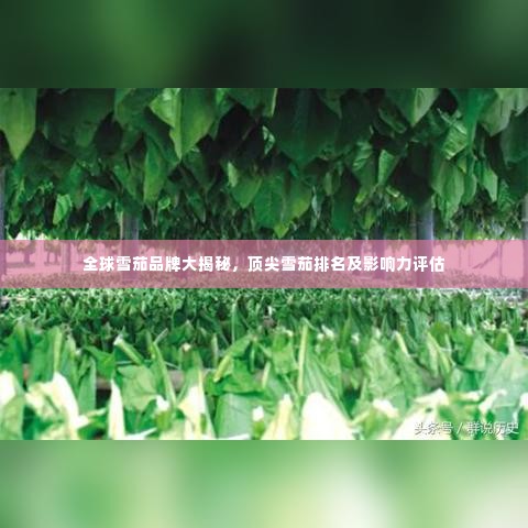 全球雪茄品牌大揭秘,顶尖雪茄排名及影响力评估