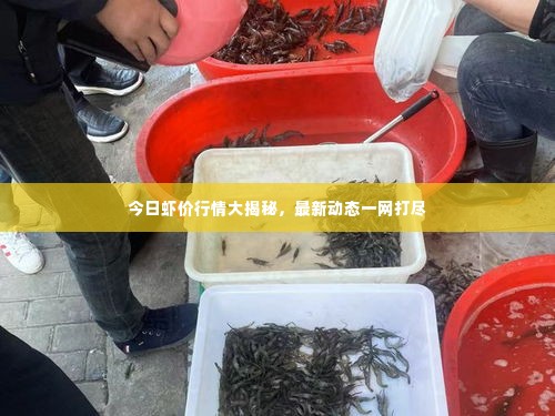 今日虾价行情大揭秘，最新动态一网打尽